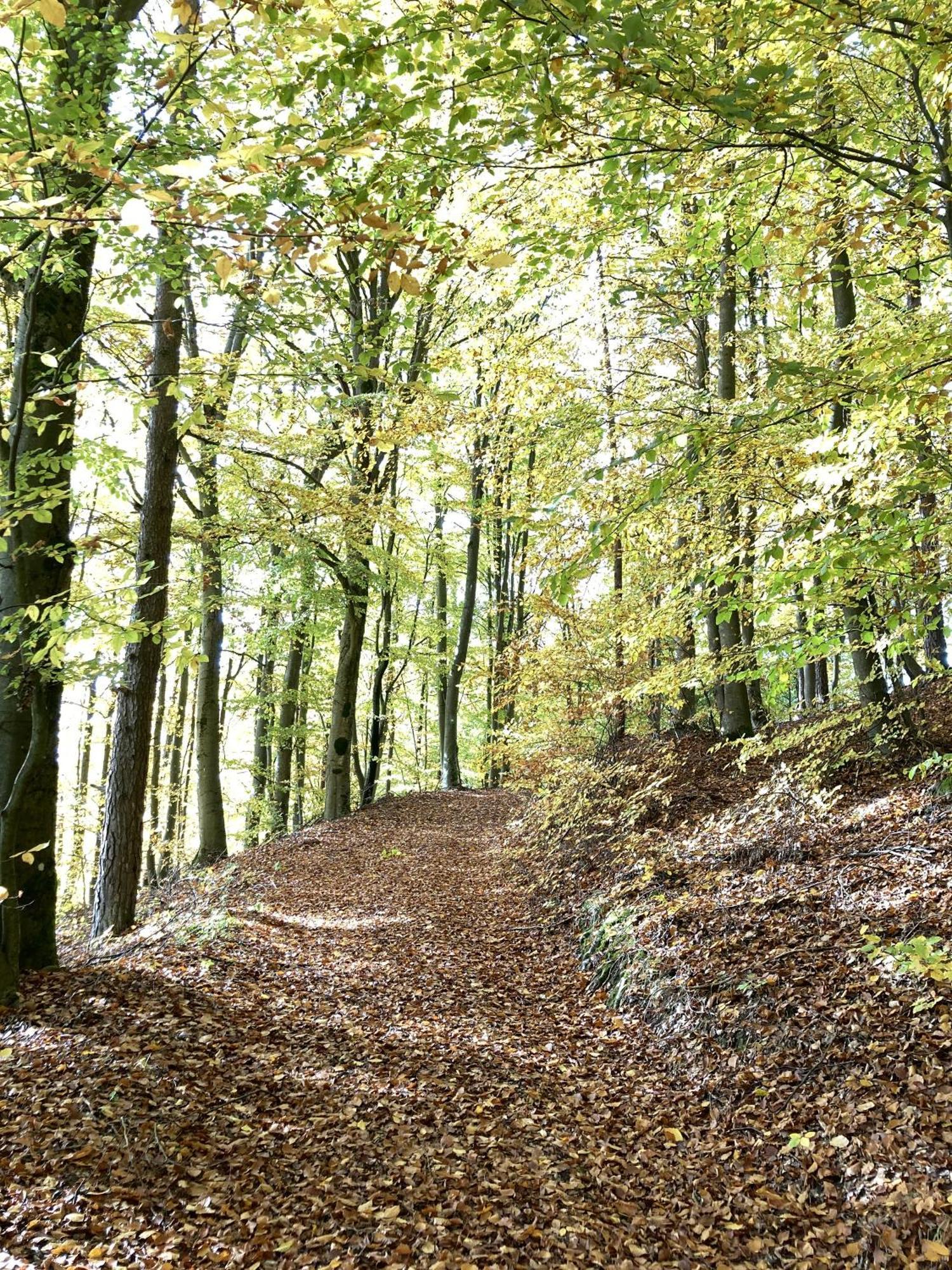 Appartamento Brunnerhof Urlaub Auf Dem Land Hartenstein  Esterno foto
